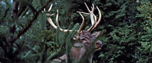 Lade das Bild in den Galerie-Viewer, Der Hirsch mit dem goldenen Geweih (DVD)