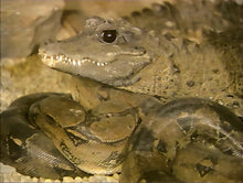 Lade das Bild in den Galerie-Viewer, Weißt du noch? - Zoobesuche (DVD)
