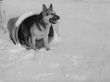 Lade das Bild in den Galerie-Viewer, Harras, der Polizeihund (DVD)
