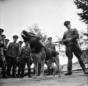 Drei von der K - Aus der Arbeit der Deutschen Volkspolizei (2DVD)